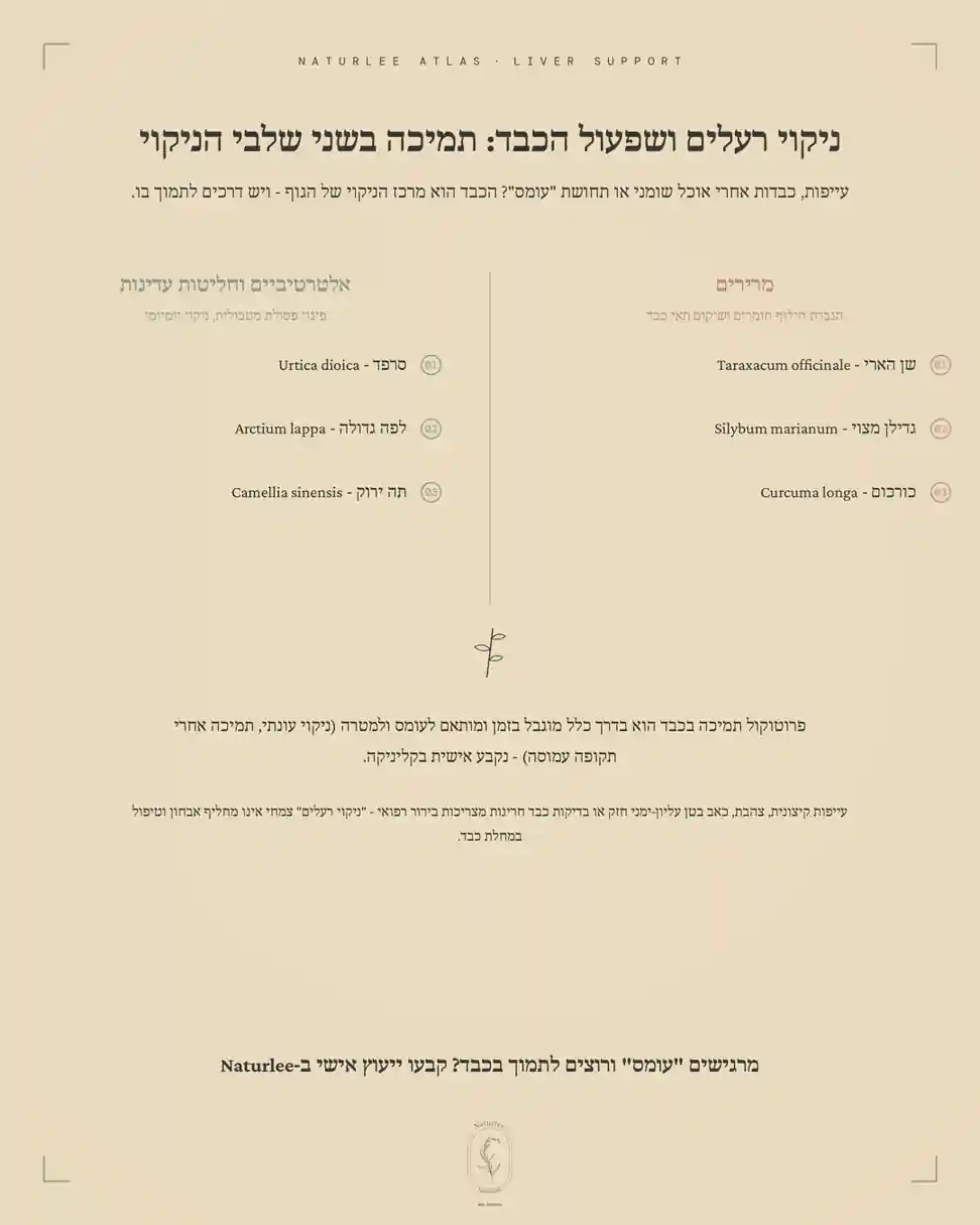 עיצוב גרפי על תמיכה בשלבי הניקוי הטבעיים של הכבד